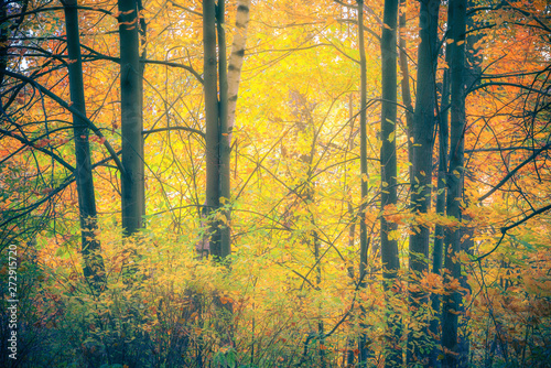Bright trees in the foggy autumn forest