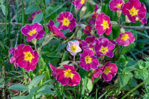 Beautiful flower primrose. Latin name  Primula. Purple with a yellow center