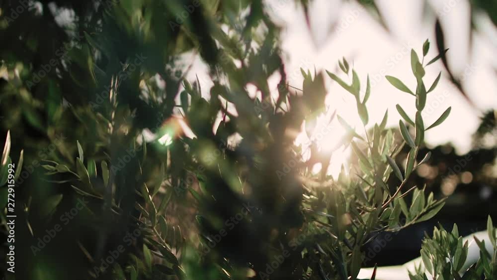 Close up view of green Olive branch tree with rays of sun in the background