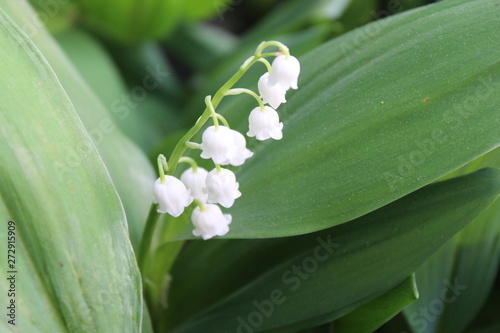 White Bellflower