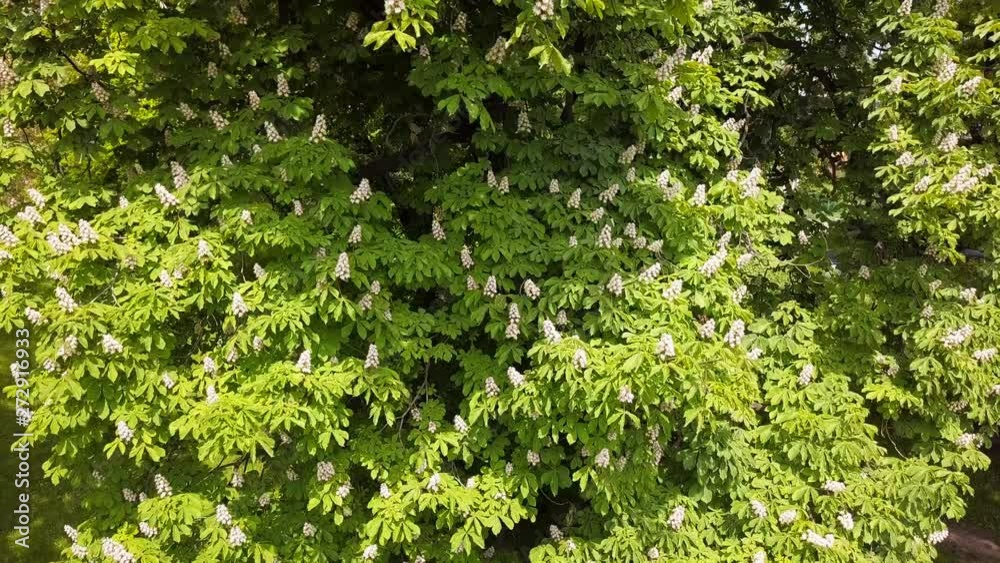 Chestnut Flowers Blossoming On a Tree in a Park. Chestnut Tree Blooming in Spring. Rise shot from a drone. May 2019. Chestnut Flowers Blossoming On a Tree in a Park. Chestnut Tree Blooming in Spring. Rise shot from a drone. May 2019.