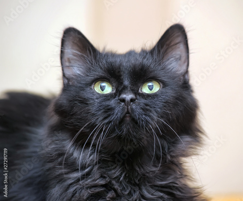 black fluffy cat portrait photo