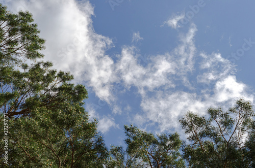 Sky with clouds  trees  forest