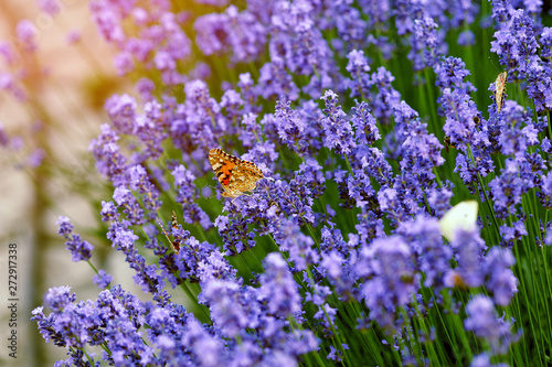 Lavender and butterflies in bloom .Garden flowers
