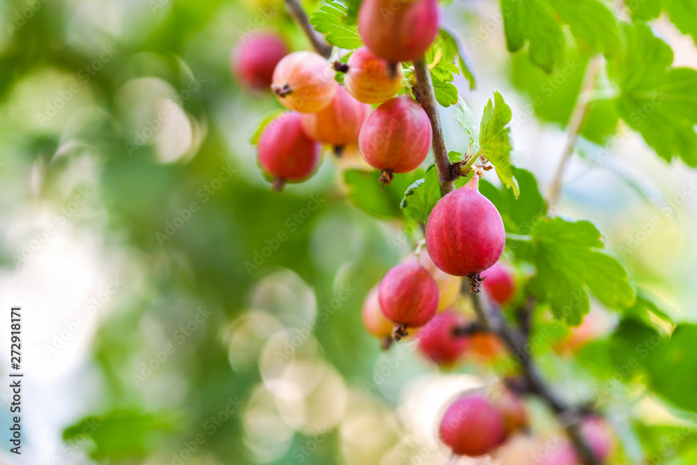 Bunch of ripe red and green gooseberries in the garden Bunch of ripe red and green gooseberries in the garden