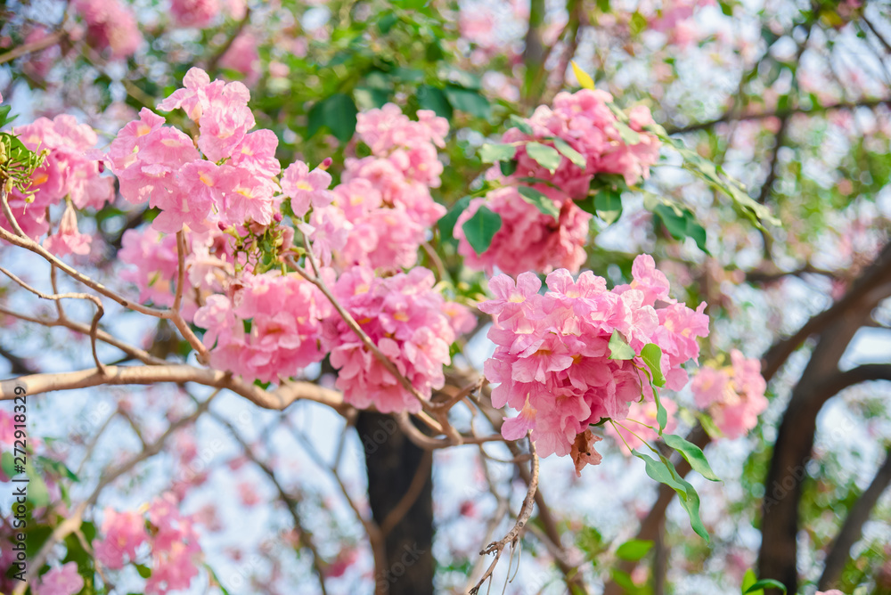 Pink flower Chompoo Pantip blossom in Thailand , Thai sakura with sweet background , Background Pink flower Chompoo Pantip blossom in Thailand , Thai sakura with sweet background , Background