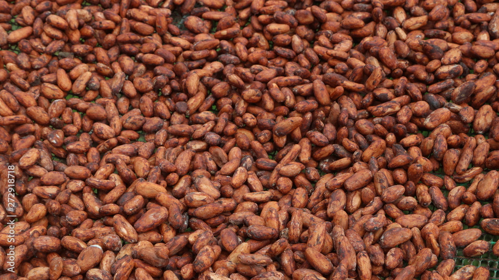 Cacao fino de Aroma de la Amazonía del Ecuador, Chocolate orgánico