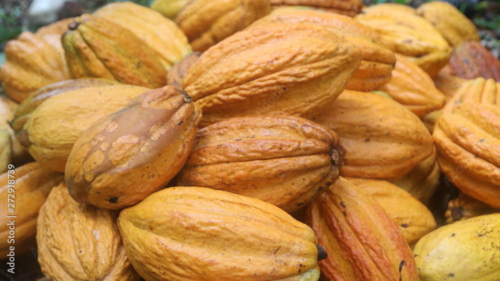 Cacao fino de Aroma de la Amazonía del Ecuador, Chocolate orgánico