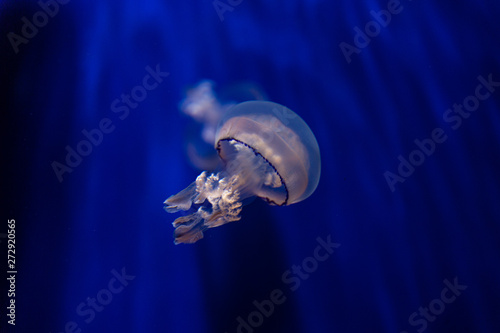 Jellyfish in water