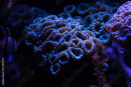 Colorful tropical corals