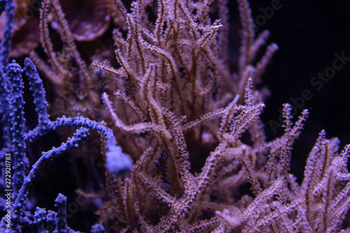 Fototapeta Naklejka Na Ścianę i Meble -  Colorful tropical corals