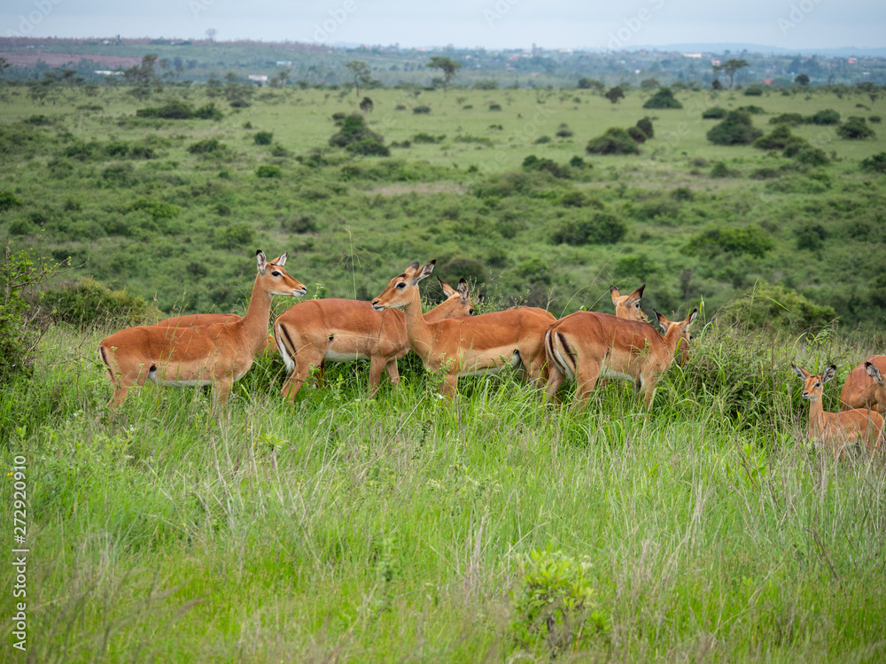 Impala in Nairobi National Park, Kenya Impala in Nairobi National Park, Kenya