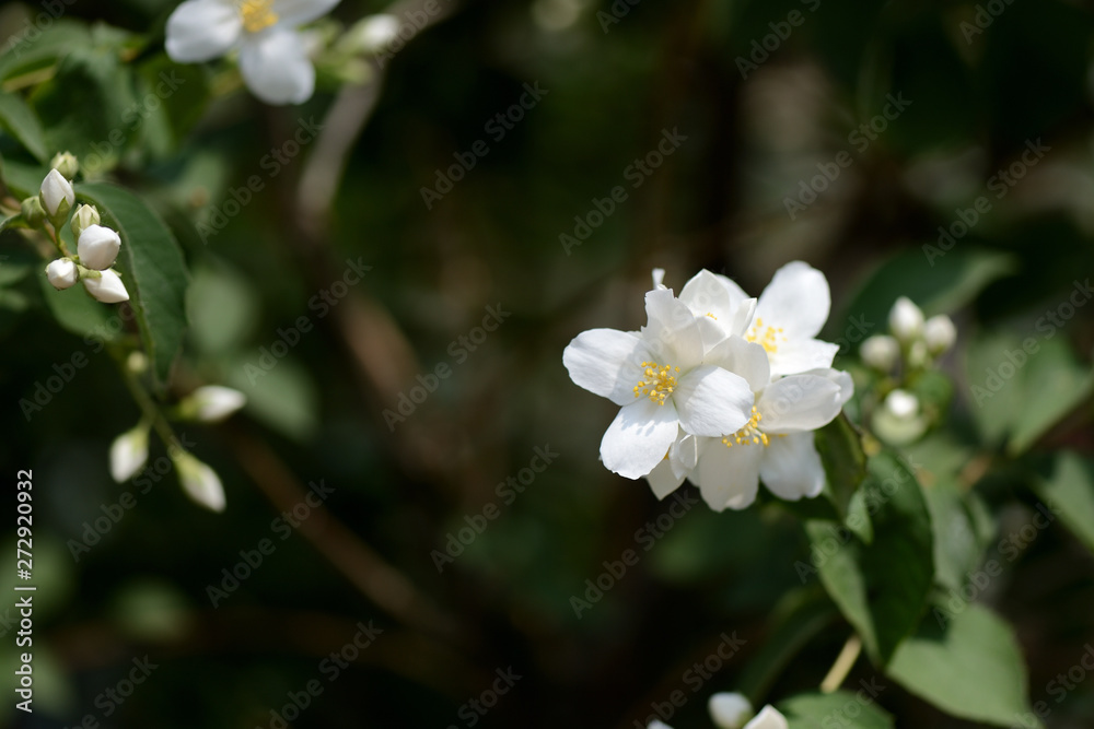 Obraz premium Mock orange (Philadelphus) white flowers close up on a bright summer day 