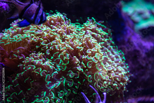 Fototapeta Naklejka Na Ścianę i Meble -  Colorful tropical corals