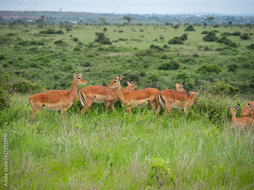 Impala in Nairobi National Park  Kenya