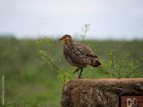 Yellow-necked spur-fowl (Francolinus leucoscepus) in Nairobi National Park, Kenya photo