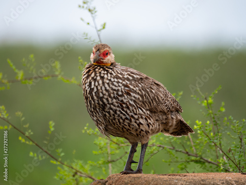 Yellow-necked spur-fowl (Francolinus leucoscepus) in Nairobi National Park, Kenya photo