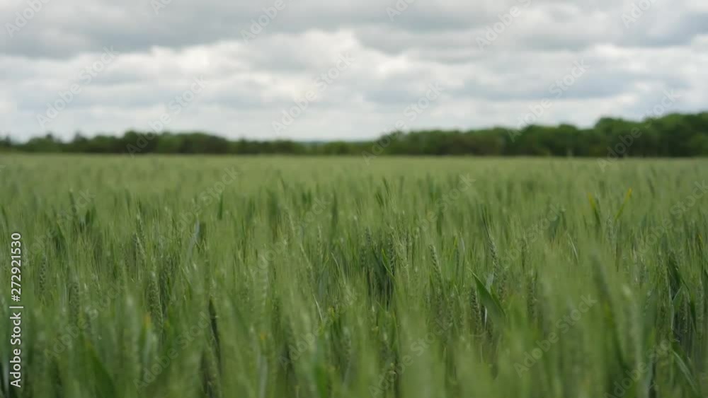 Field of green wheat blowing in the wind, Camera pans upwards Field of green wheat blowing in the wind, Camera pans upwards