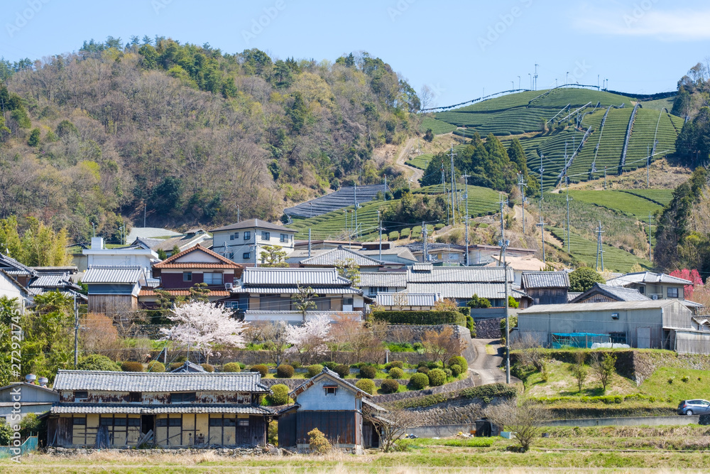 写真素材: 京都府和束町の茶畑　春