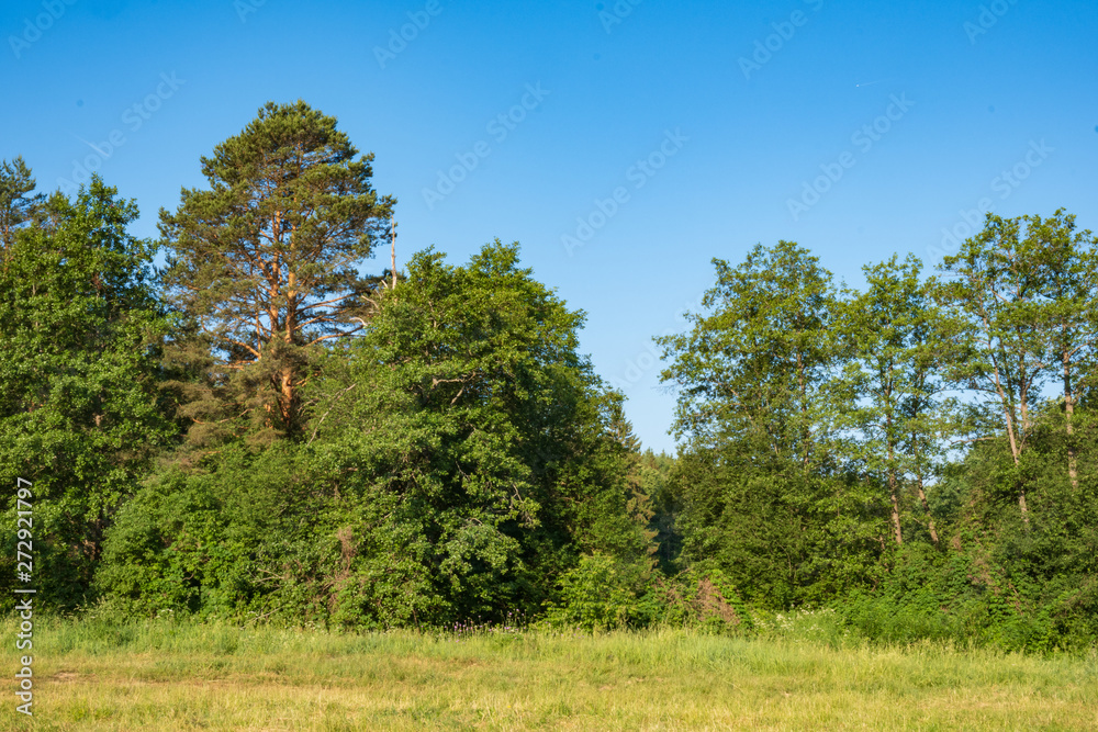 Photography in the evening hour of nature in the summer on a sunny day. Beautiful dawn time. Photography in the evening hour of nature in the summer on a sunny day. Beautiful dawn time.