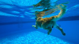 Golden Retriever Puppy Swimming in the Pool (under water)