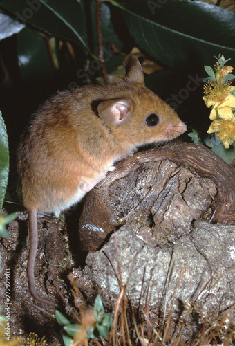 Golden Mouse (Ochrotomys Nuttalli)