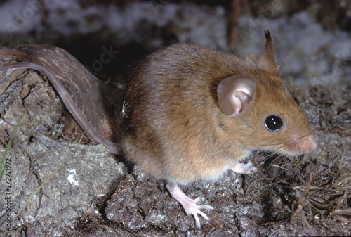 Golden Mouse (Ochrotomys Nuttalli)