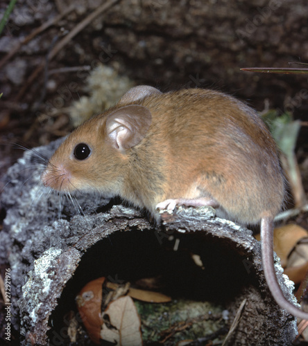 Golden Mouse (Ochrotomys Nuttalli) photo