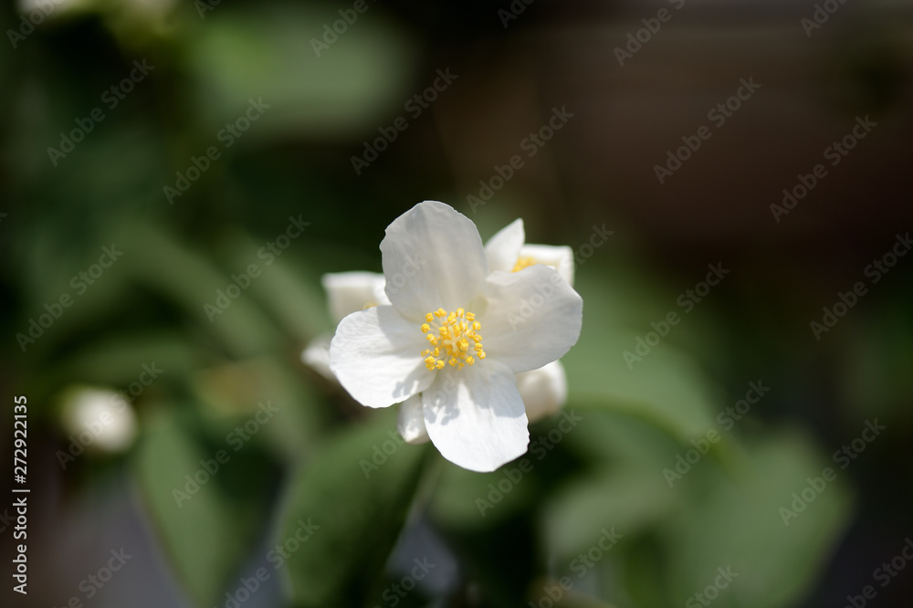Mock orange (Philadelphus) white flowers close up on a bright summer day Mock orange (Philadelphus) white flowers close up on a bright summer day