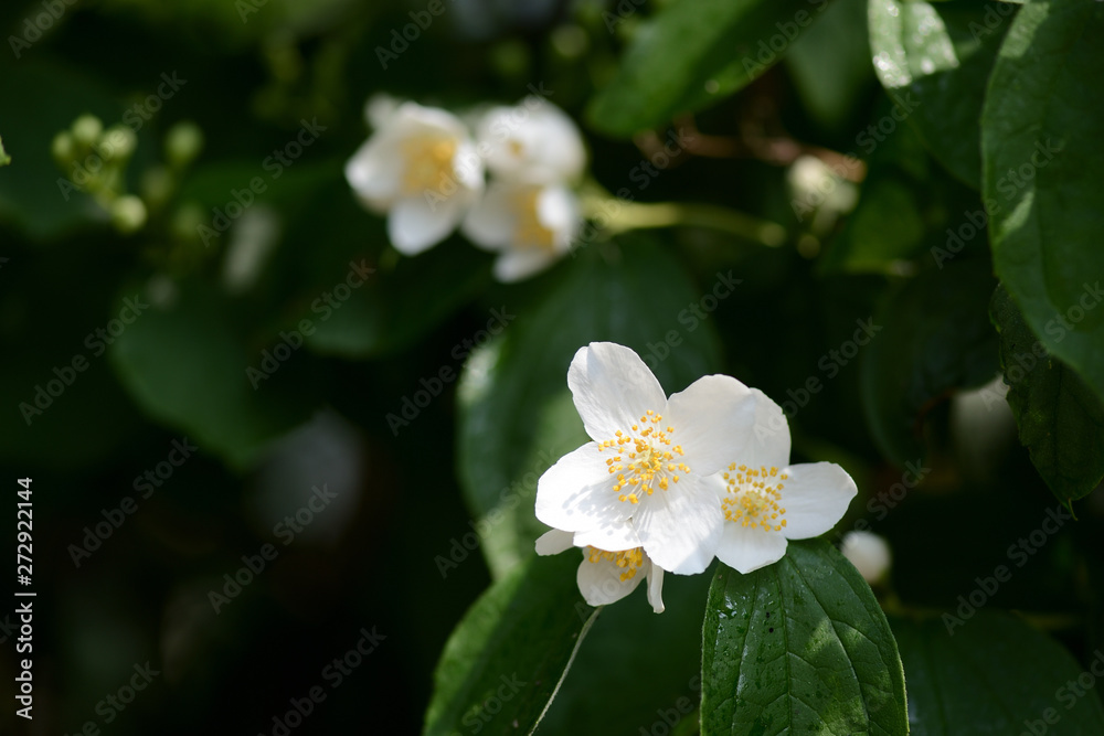 Obraz premium Mock orange (Philadelphus) white flowers close up on a bright summer day