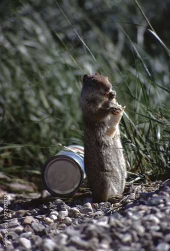 Uinta Ground Squirrel (Urocitellus Armatus) photo