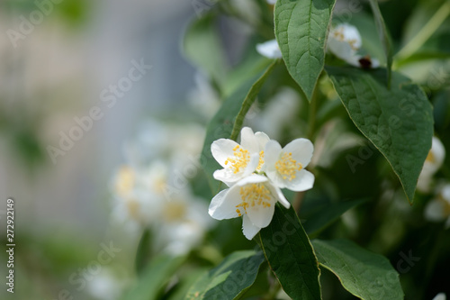 Mock orange (Philadelphus) white flowers close up on a bright summer day © Talulla