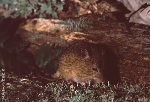 Woodland Jumping Mouse  Napaeozapus Insignis 