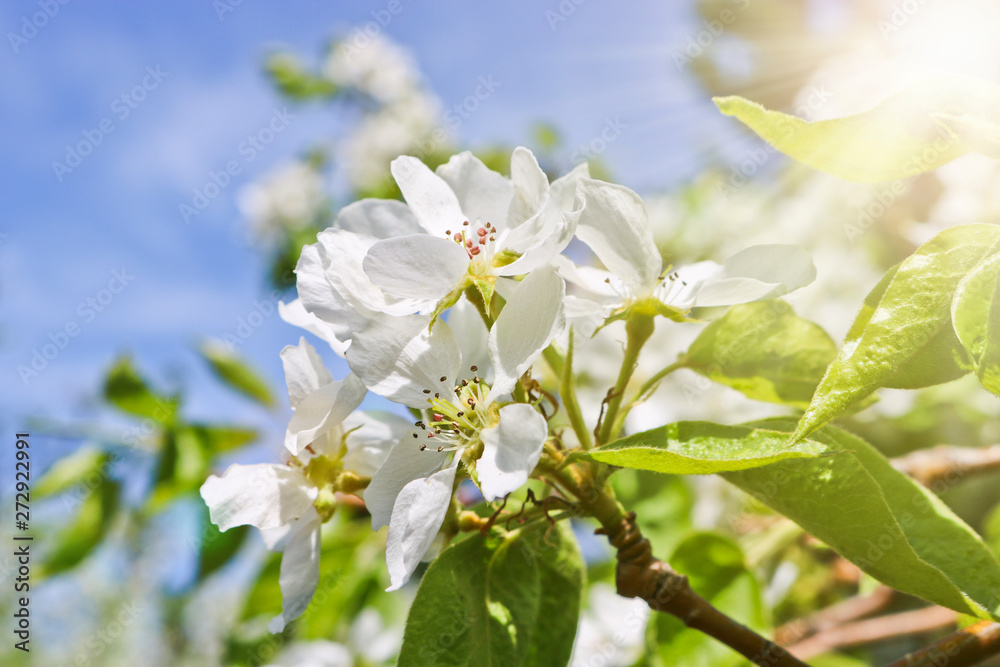 Floral spring background, branches of blossoming apple trees with soft focus in sun rays. Elegant spring image on blurred background. Floral spring background, branches of blossoming apple trees with soft focus in sun rays. Elegant spring image on blurred background.