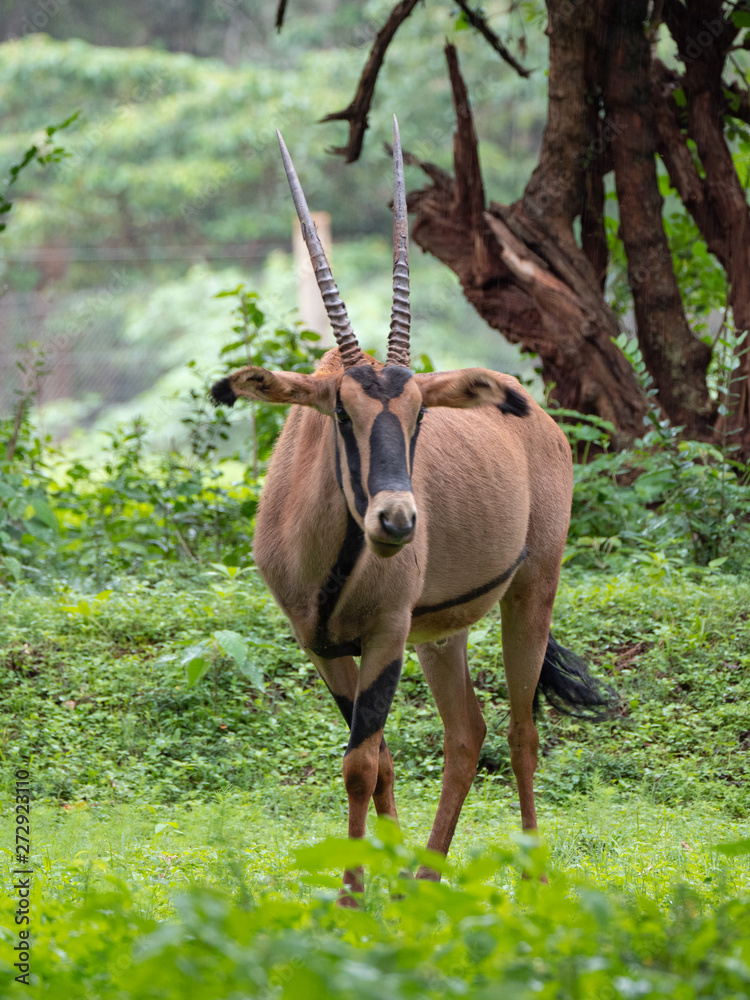Fototapeta premium East African Oryx (Oryx Beisa), Kenya