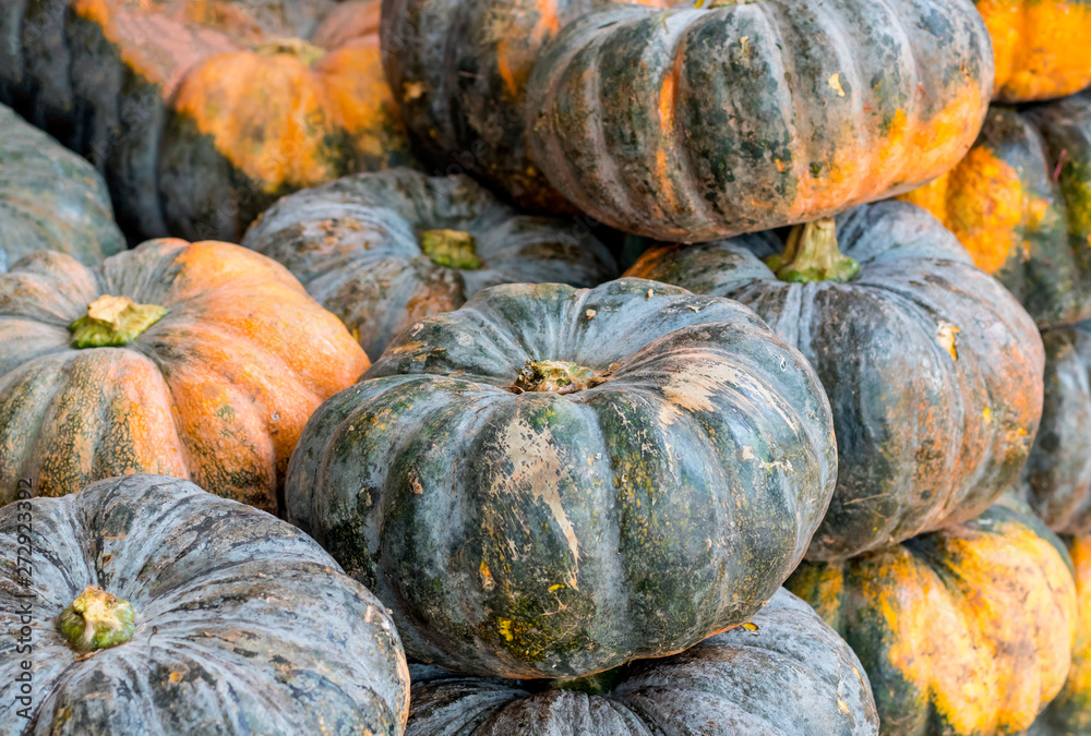 Ripe pumpkin green Ripe pumpkin green