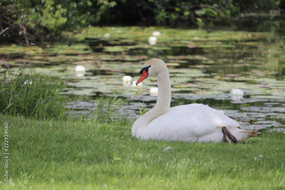 white swan white swan