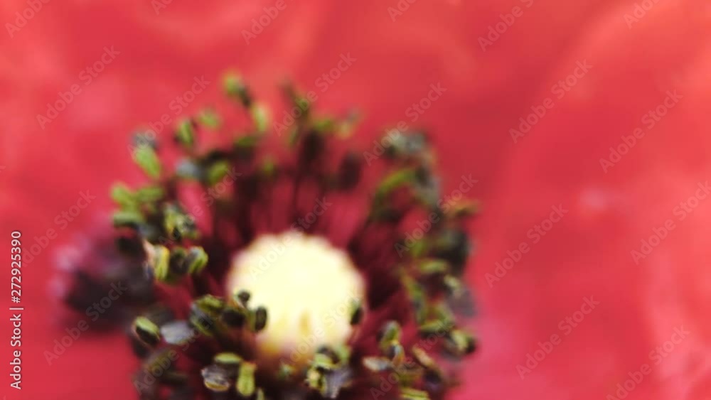 Close-up of a bee hovering over a blooming flower in a wild field. Close-up of a bee hovering over a blooming flower in a wild field.