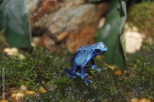 The blue poison dart frog