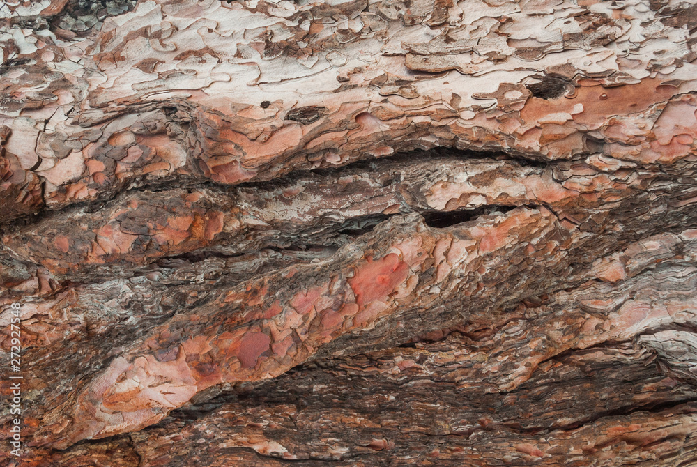 Texture of pine bark. Tree or pine in the forest. Background of tree bark. Texture of pine bark. Tree or pine in the forest. Background of tree bark.