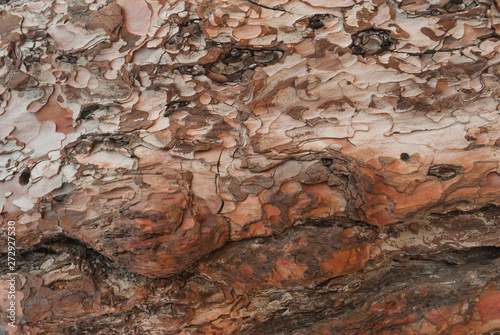 Wallpaper Mural Texture of pine bark. Tree or pine in the forest. Background of tree bark. Torontodigital.ca