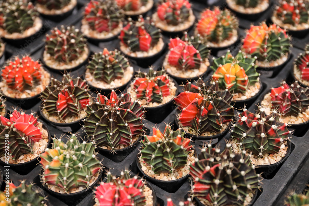 Variety cactus in plant shop