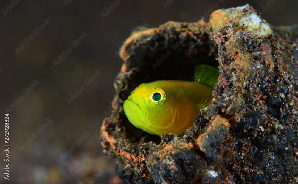 Obraz premium Underwater world - Yellow pygmy-goby - Lubricogobius exiguus. Diving, macro photography. Tulamben, Bali, Indonesia.