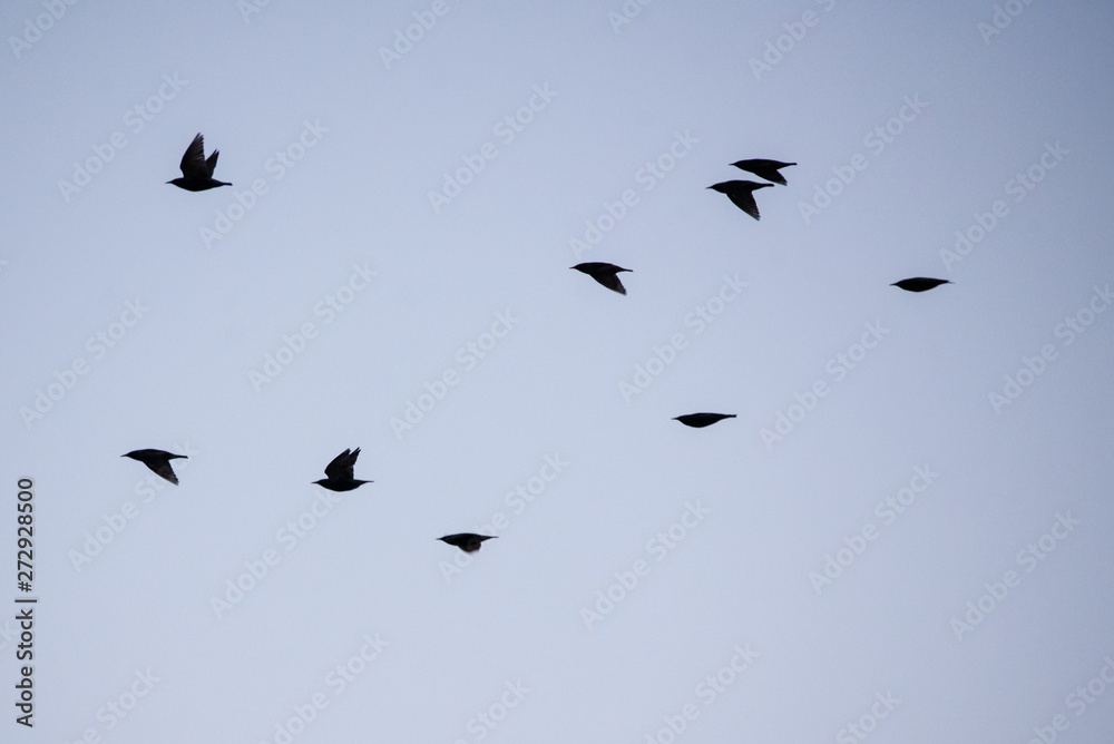 Fototapeta premium Crowd of common starling birds (Sturnus vulgaris) flying , during spring migration.