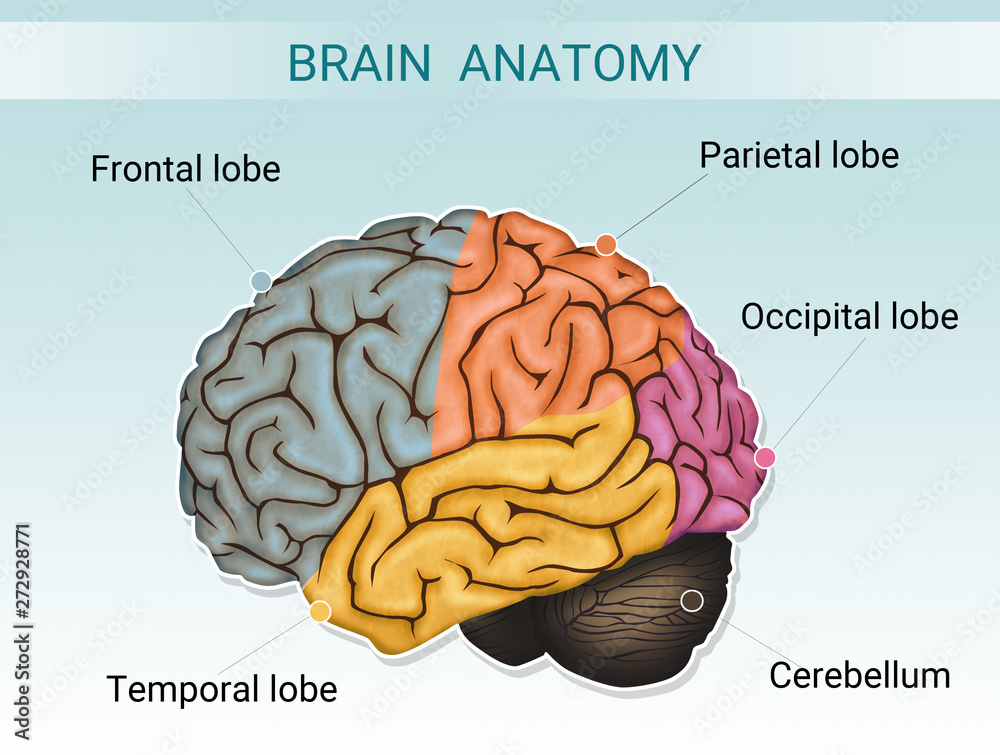 illustration of brain anatomy Stock Illustration | Adobe Stock