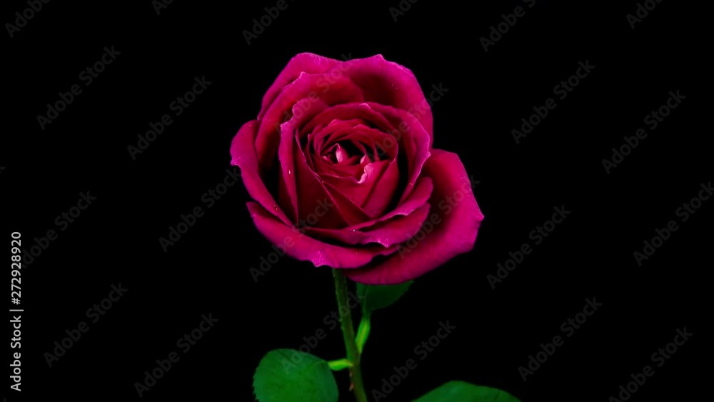 Timelapse of a purple rose flower blooming on black background Timelapse of a purple rose flower blooming on black background