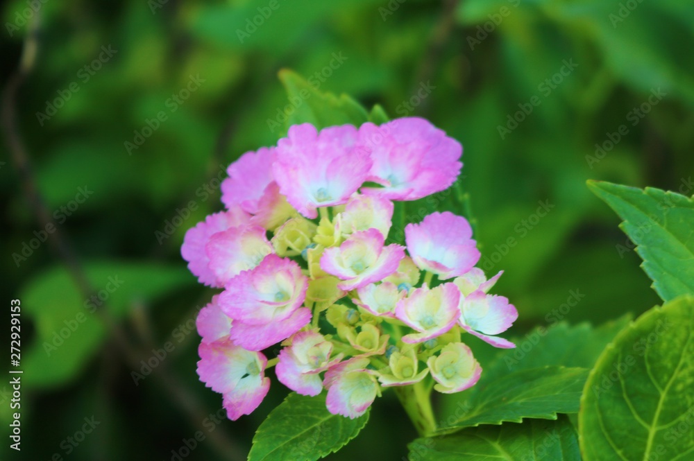 花 アサガオ 梅雨 杤木 花 アサガオ 梅雨 杤木