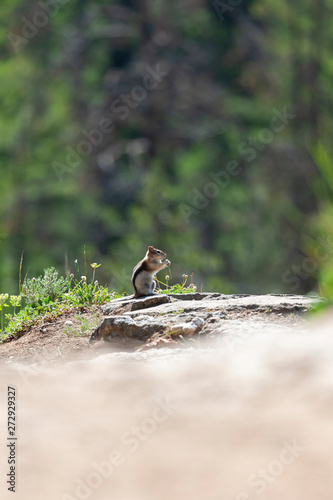 Chipmunk sitting on a rock in the sunshine. © Phillip