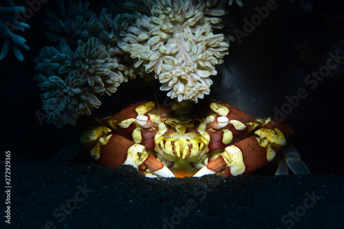 Underwater world - Harlequin swimming crab (Lissocarcinus laevis). Diving, macro photography. Tulamben, Bali, Indonesia. photo