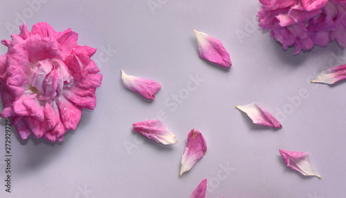 pink rose flower beginning to wilt and petals on colored background